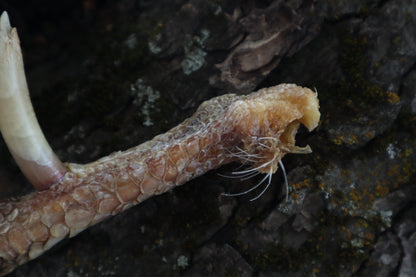 Dry Preserved Rooster foot with Spur