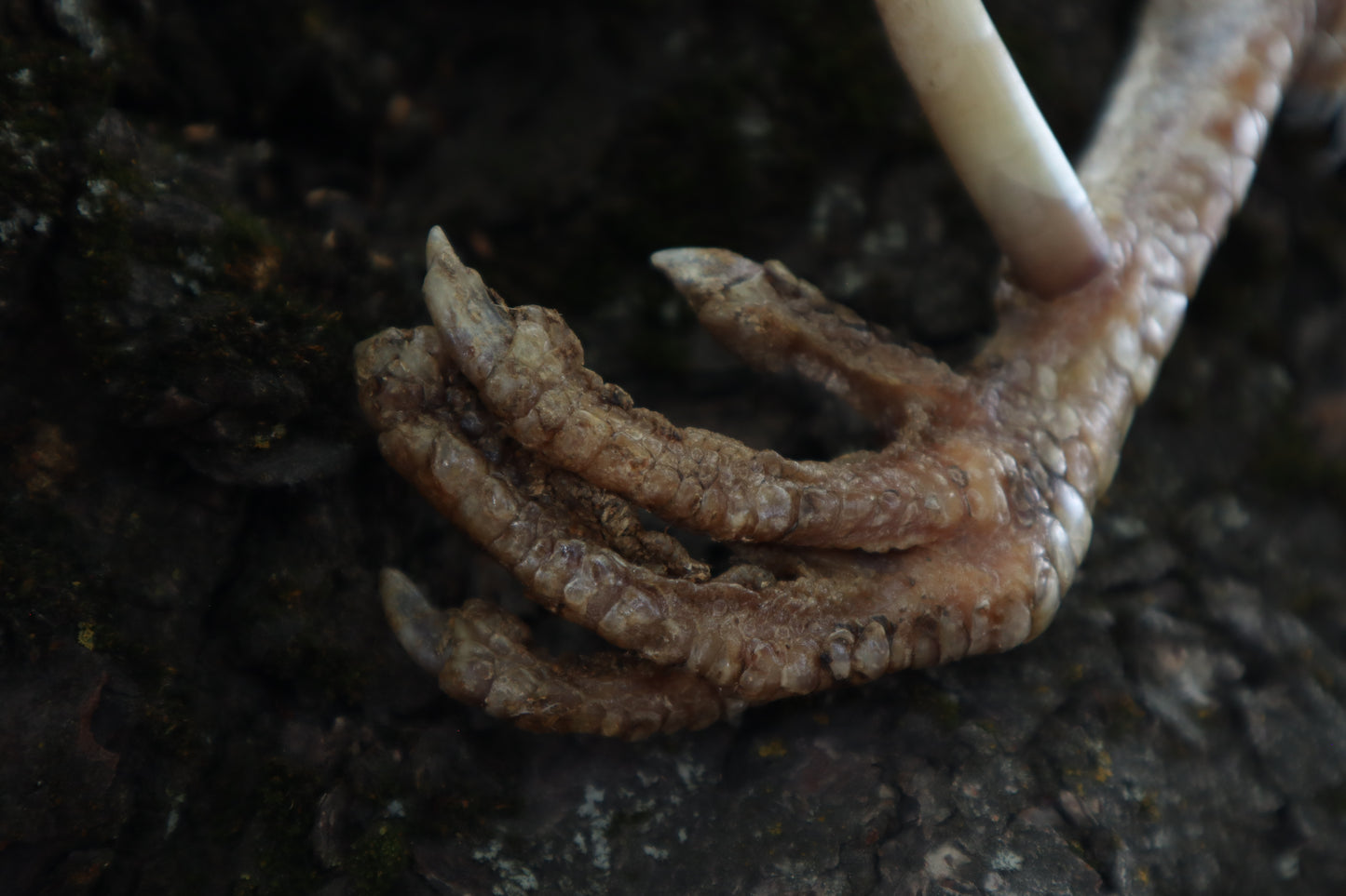 Dry Preserved Rooster foot with Spur