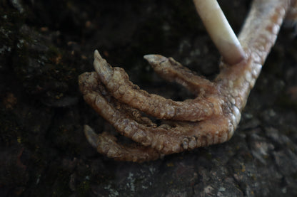 Dry Preserved Rooster foot with Spur