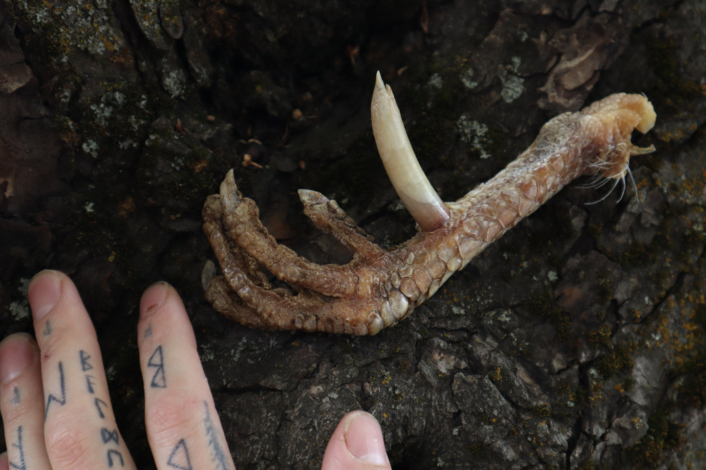 Dry Preserved Rooster foot with Spur