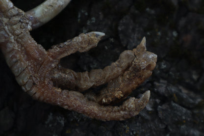 Dry Preserved Rooster foot with Spur