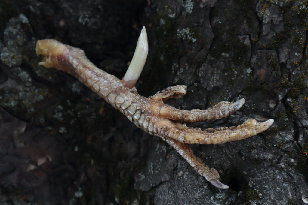 Dry Preserved Rooster foot with Spur