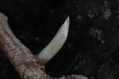 Dry Preserved Rooster foot with Spur