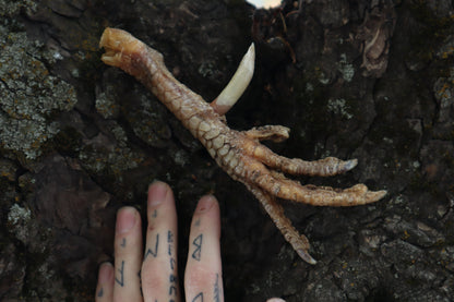 Dry Preserved Rooster foot with Spur