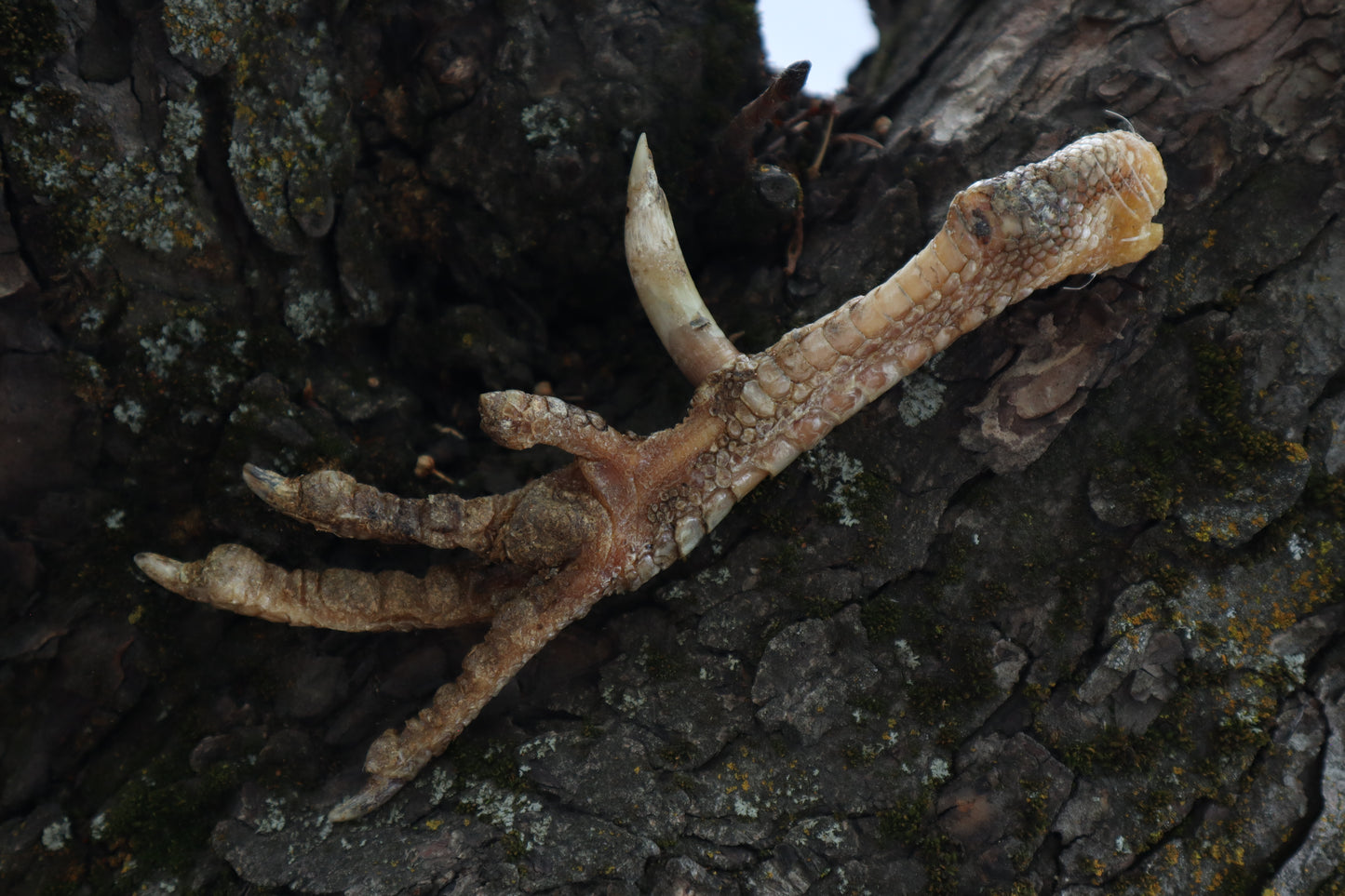 Dry Preserved Rooster foot with Spur