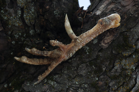 Dry Preserved Rooster foot with Spur