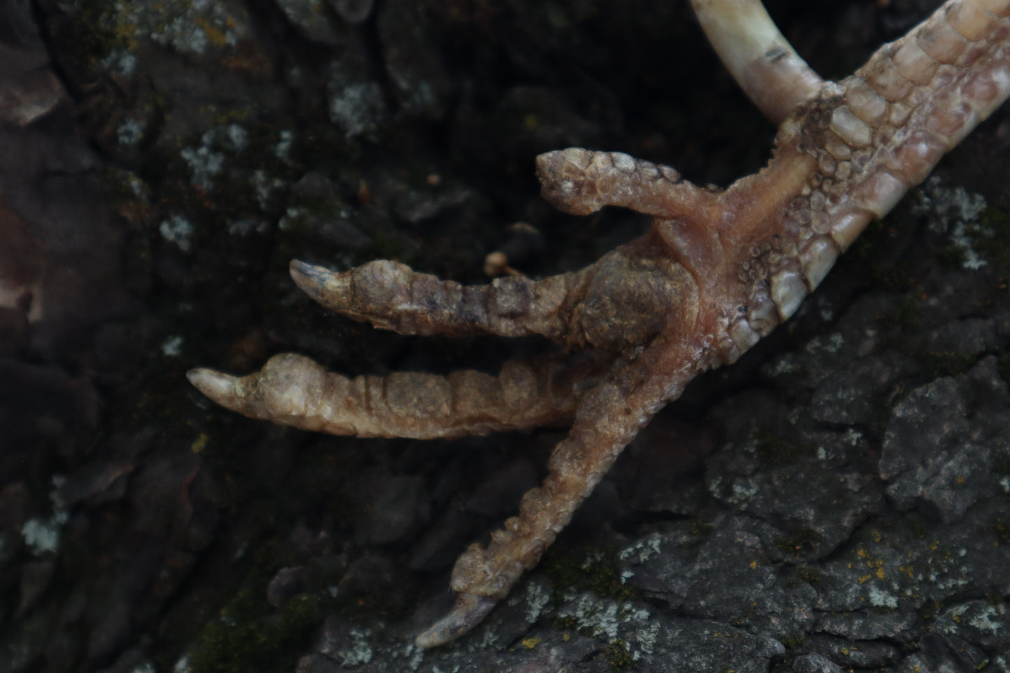 Dry Preserved Rooster foot with Spur