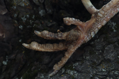 Dry Preserved Rooster foot with Spur