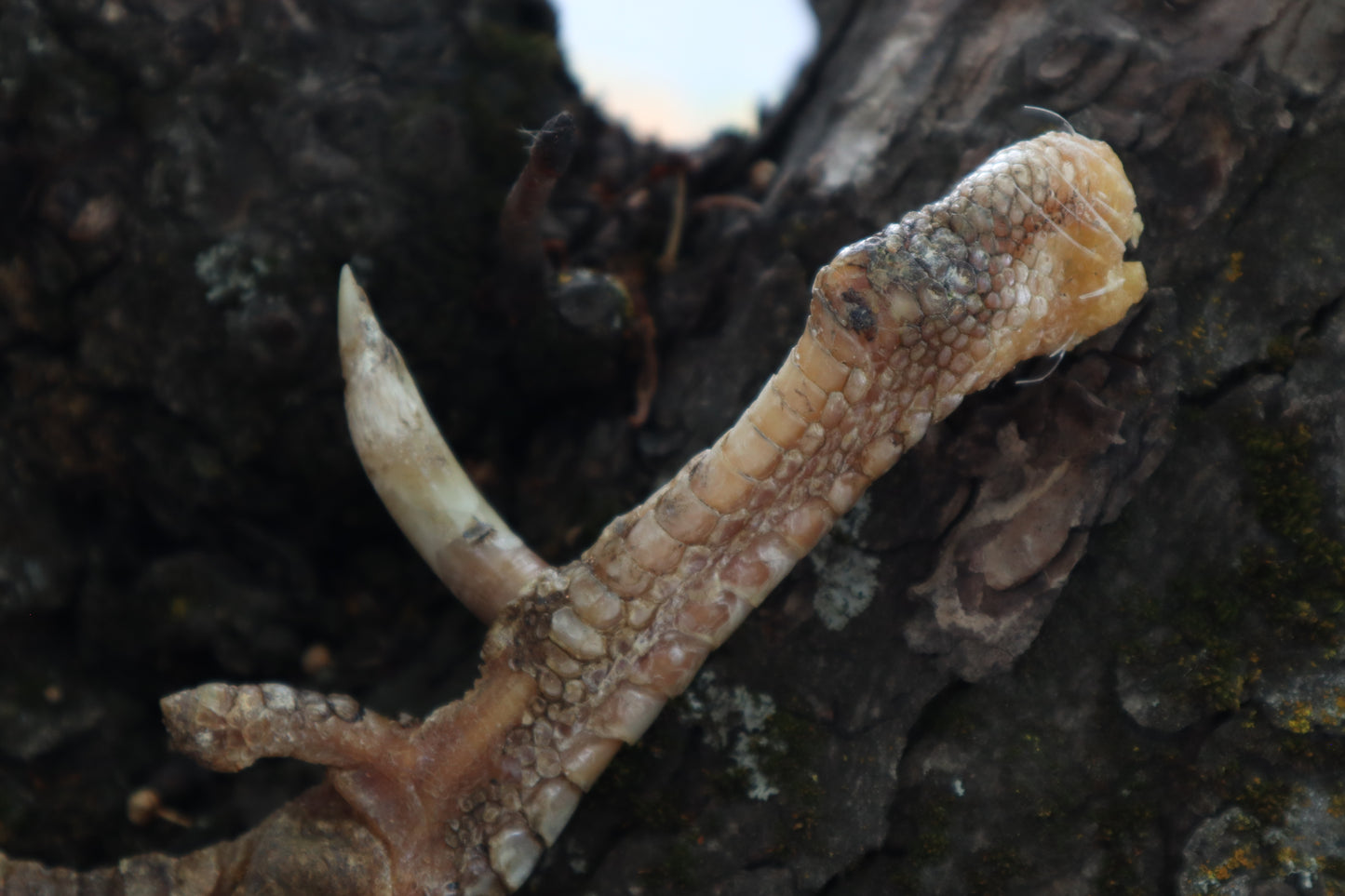 Dry Preserved Rooster foot with Spur