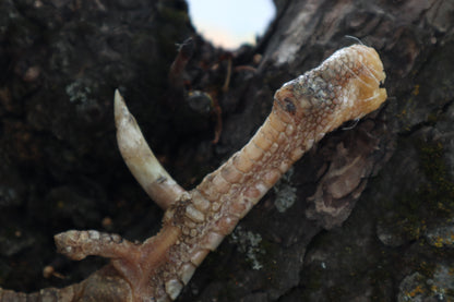 Dry Preserved Rooster foot with Spur