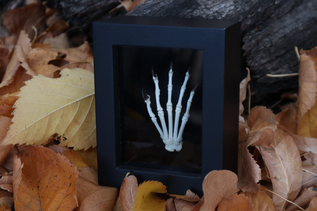 Raccoon Paw Articulation