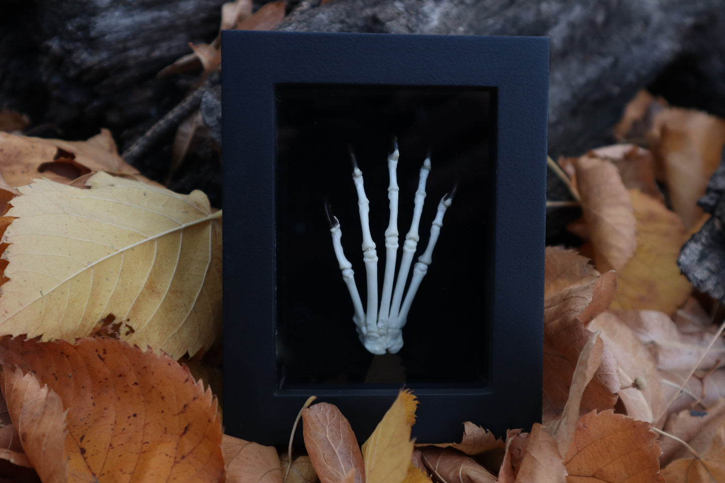 Raccoon Paw Articulation