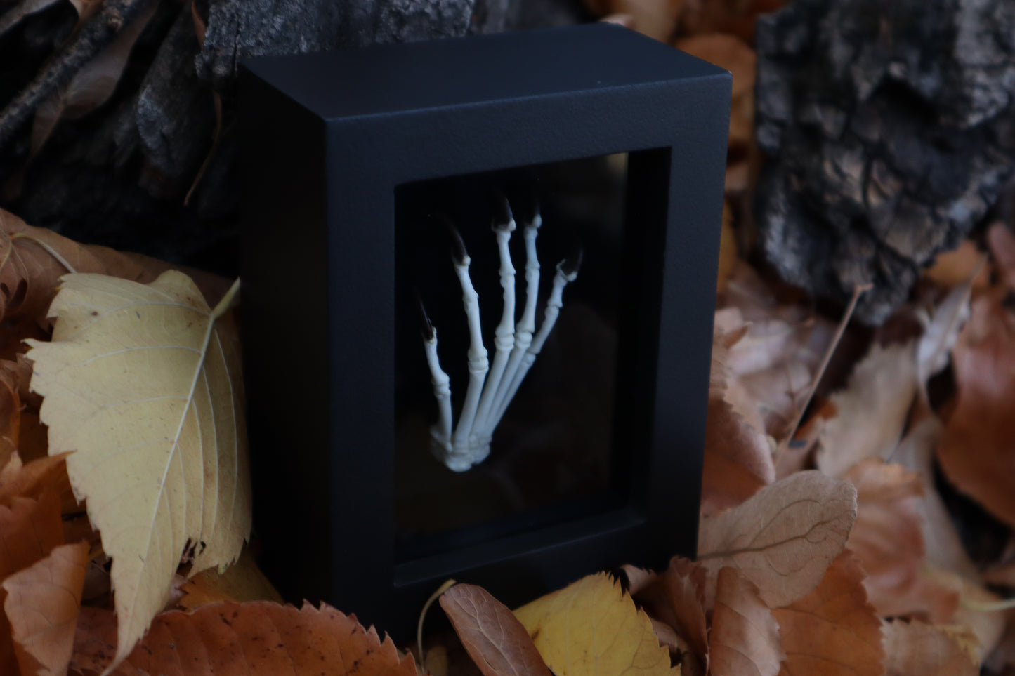 Raccoon Paw Articulation