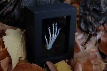 Raccoon Paw Articulation