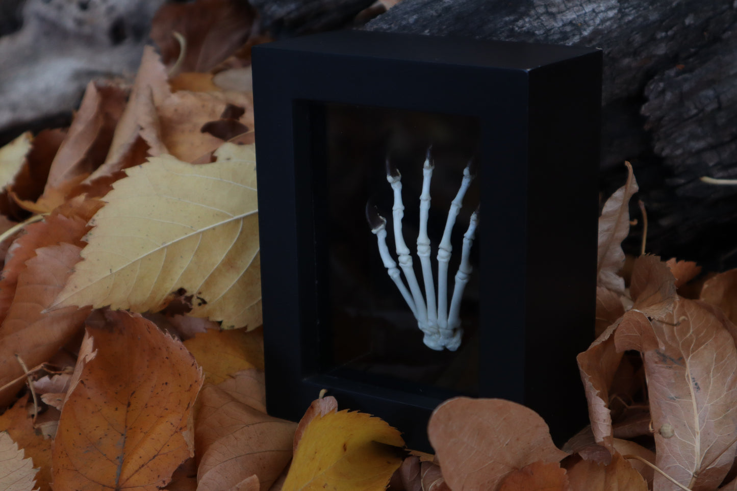 Raccoon Paw Articulation