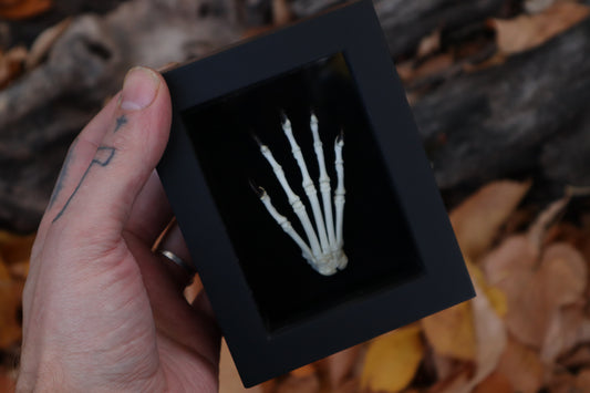 Raccoon Paw Articulation