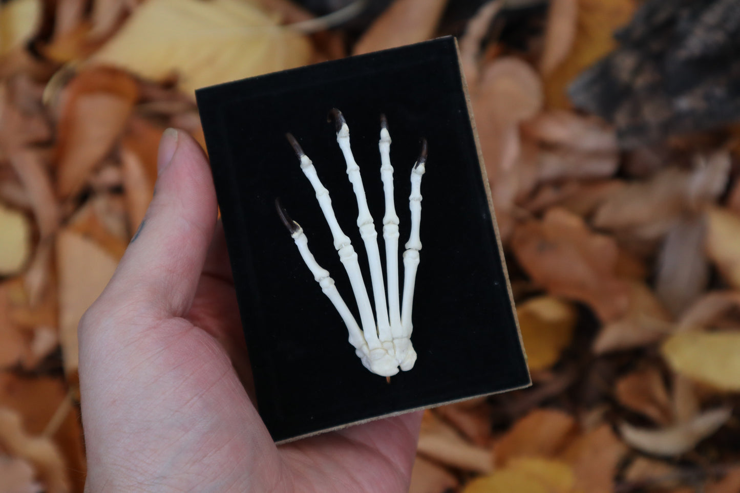 Raccoon Paw Articulation