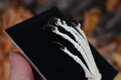 Raccoon Paw Articulation