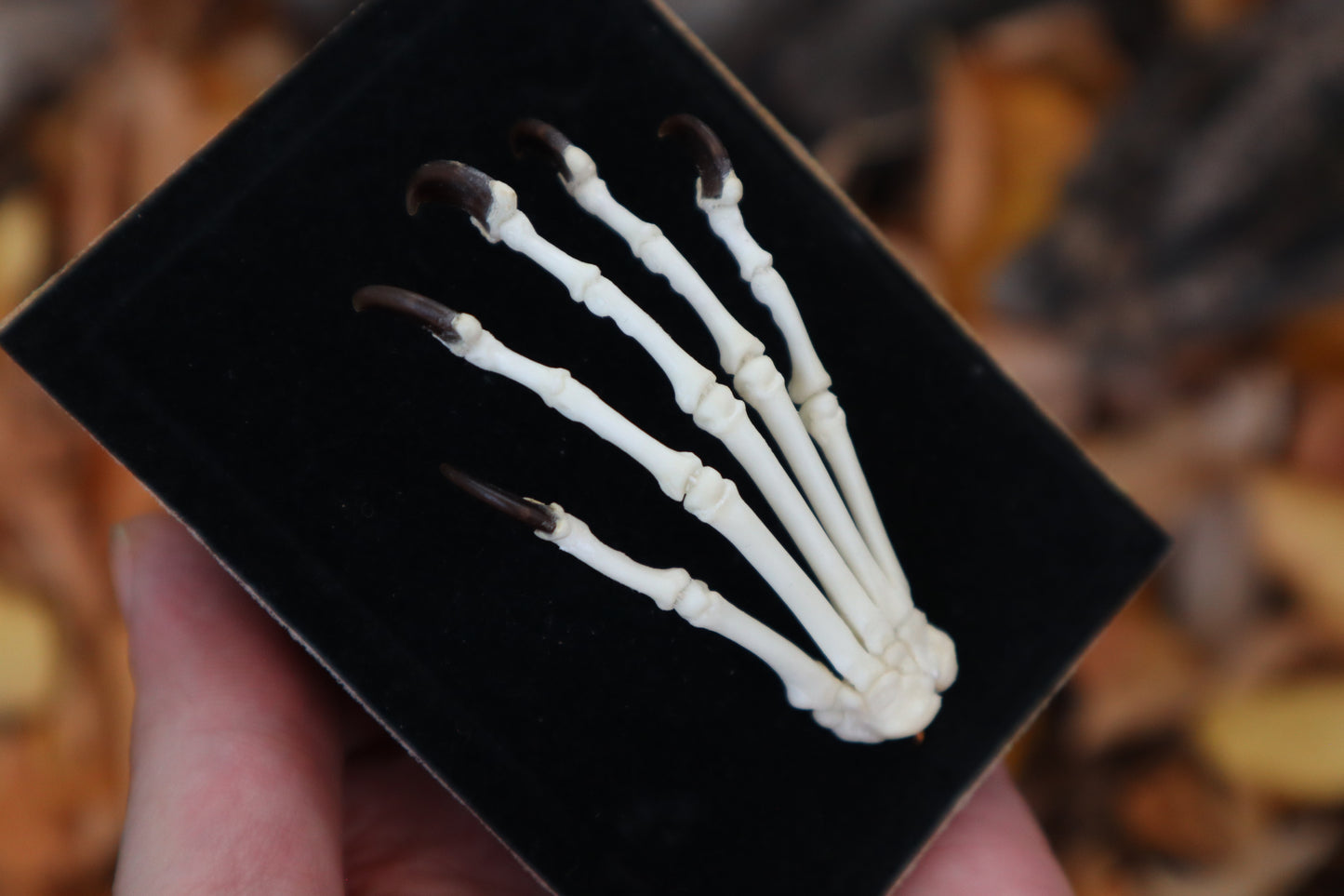 Raccoon Paw Articulation
