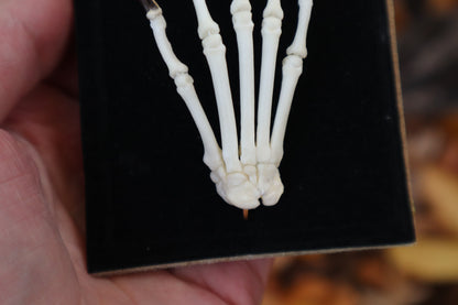 Raccoon Paw Articulation