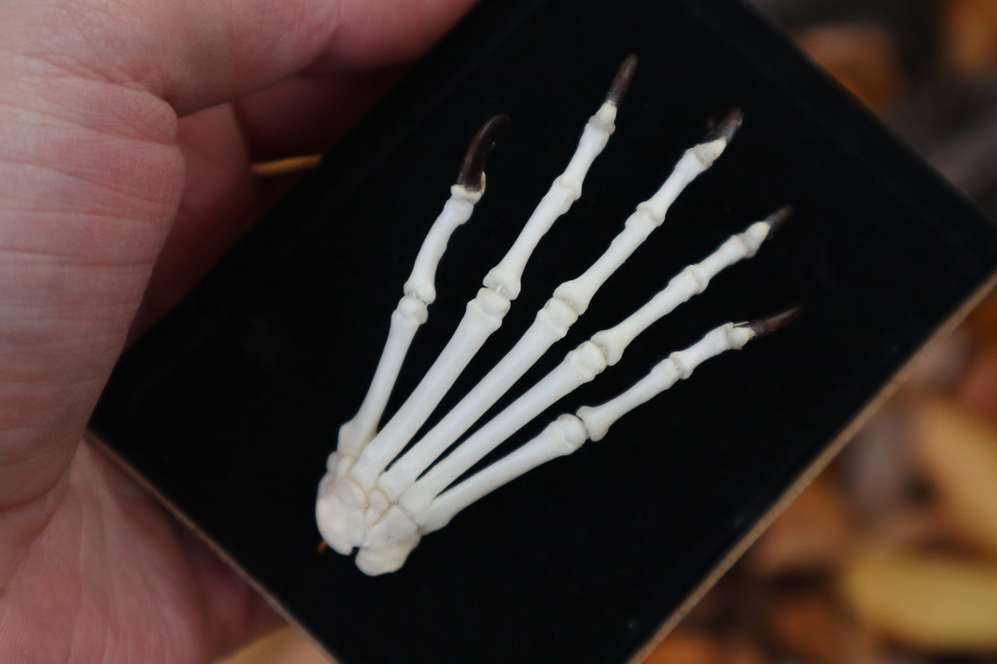 Raccoon Paw Articulation