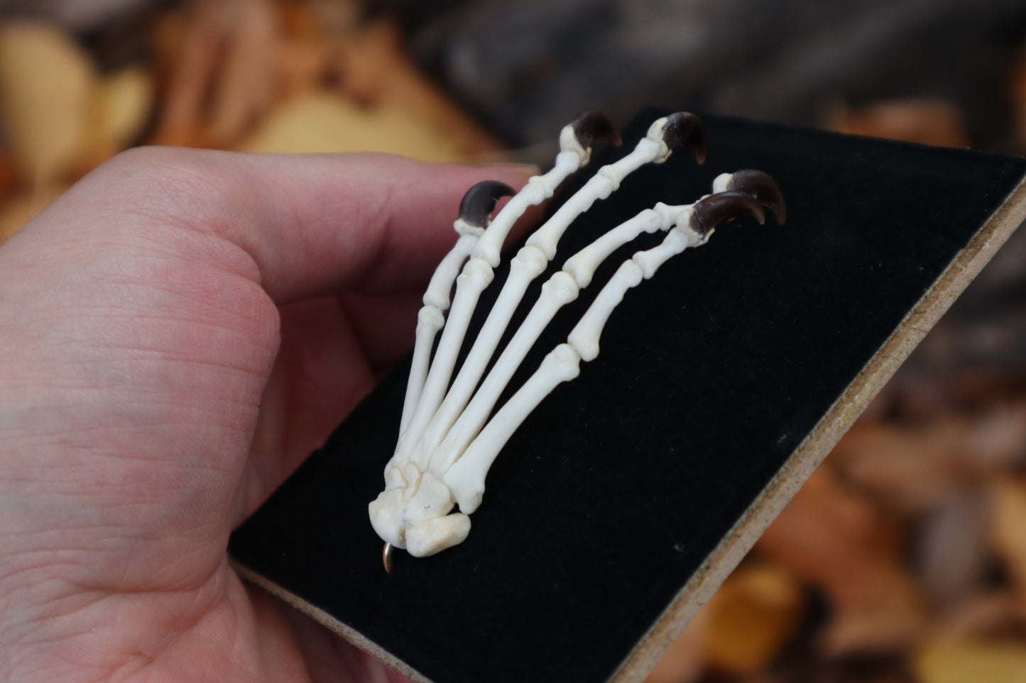 Raccoon Paw Articulation
