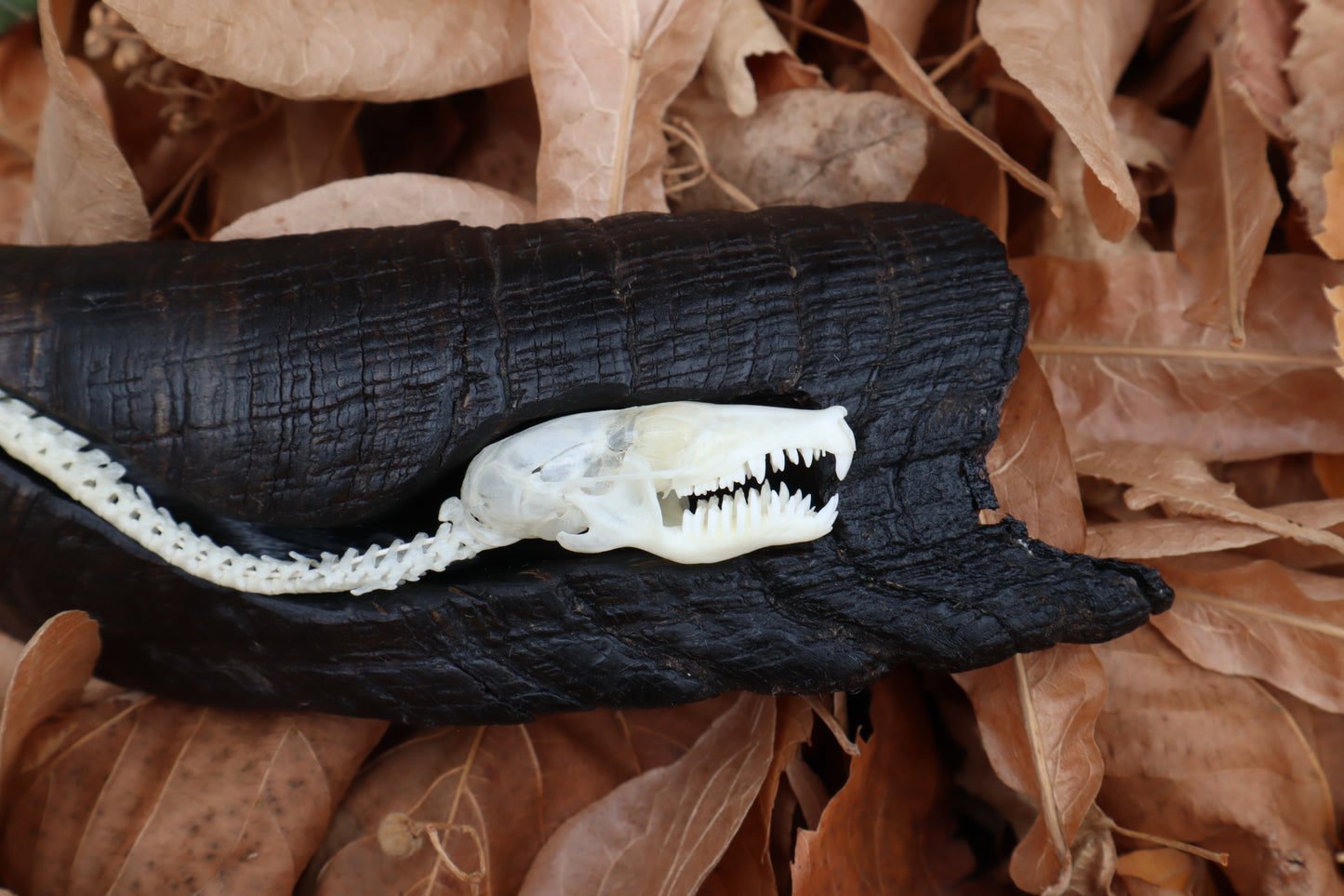 Mole Serpent Articulation