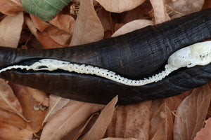 Mole Serpent Articulation