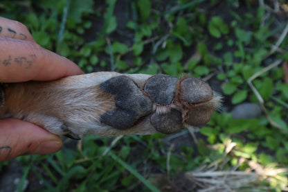 Coyote Paw Knife and Sheath