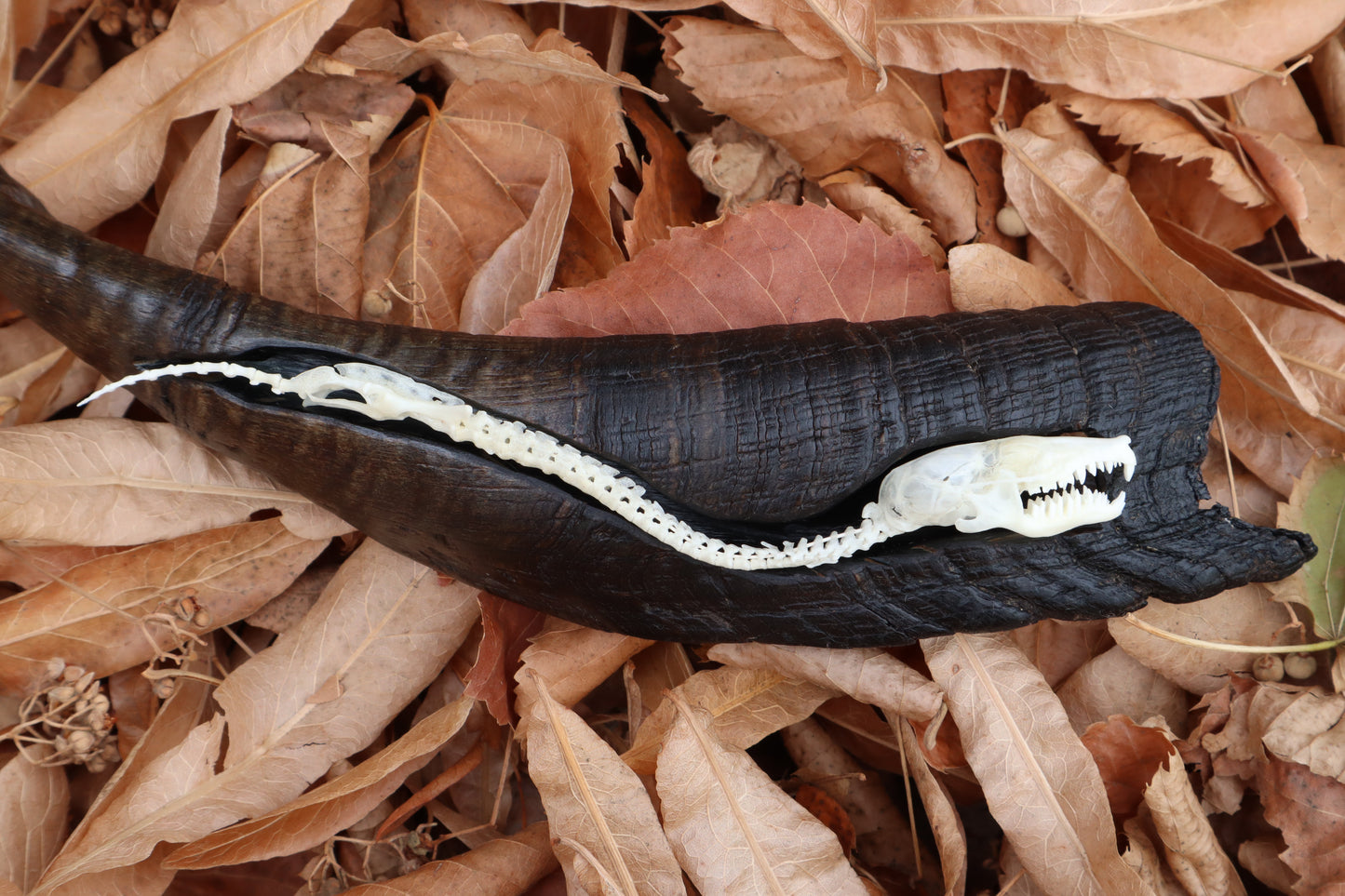 Mole Serpent Articulation