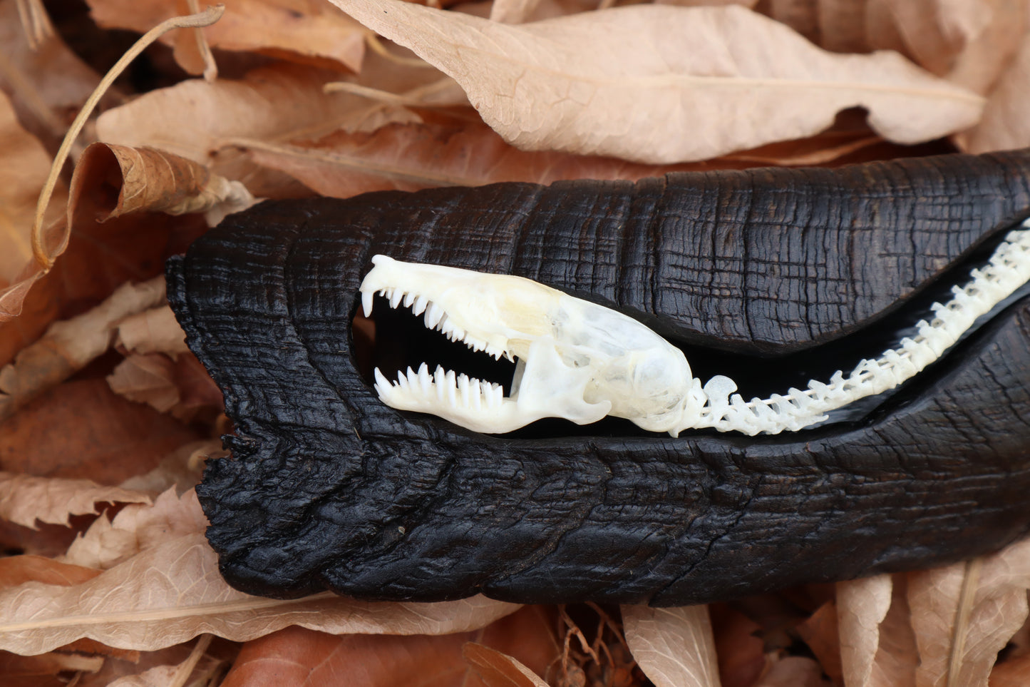 Mole Serpent Articulation
