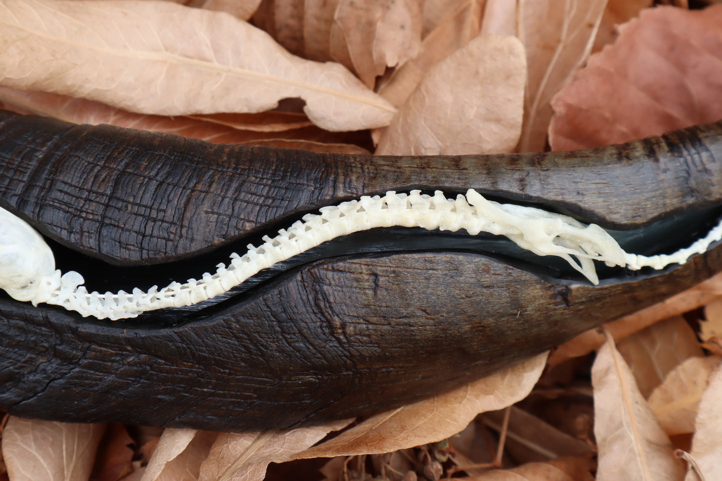 Mole Serpent Articulation