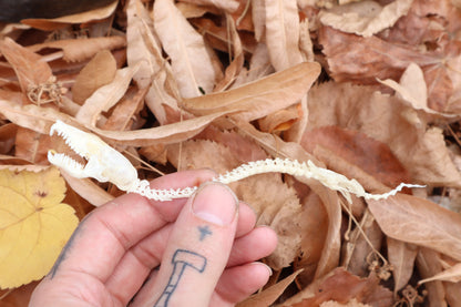 Mole Serpent Articulation