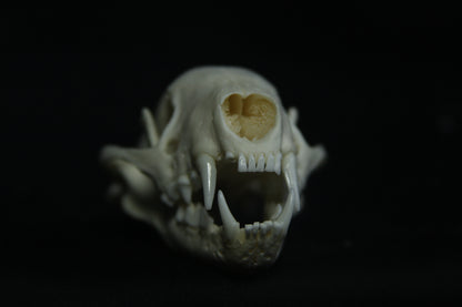 Striped Skunk Skull