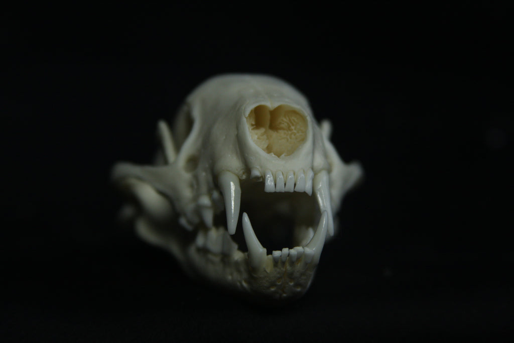 Striped Skunk Skull
