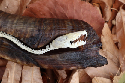 Mole Serpent Articulation