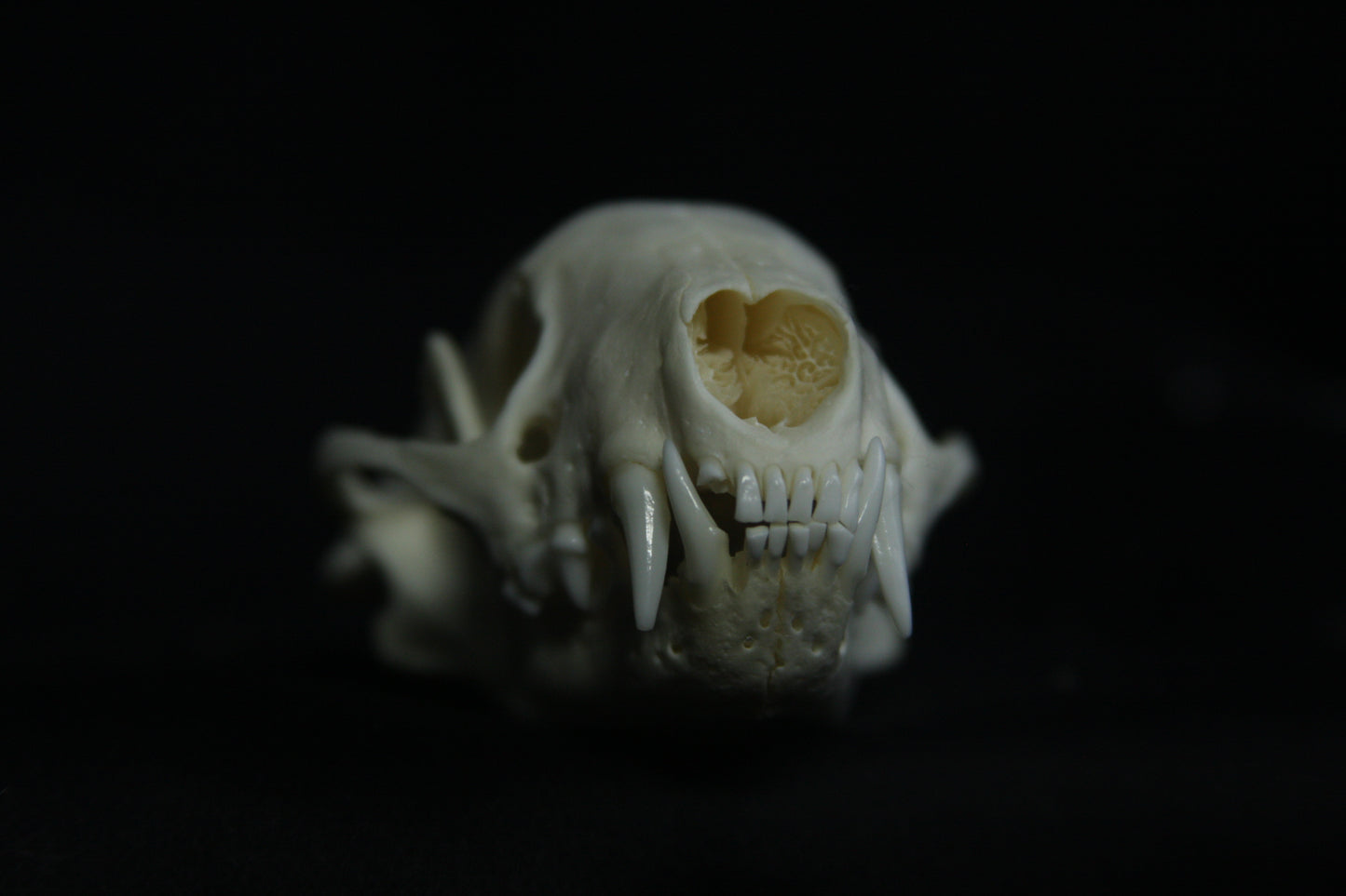 Striped Skunk Skull