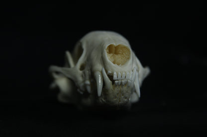 Striped Skunk Skull