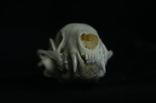 Striped Skunk Skull