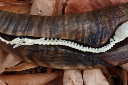 Mole Serpent Articulation