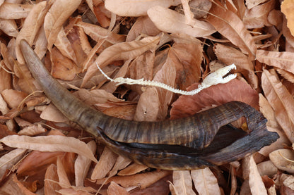 Mole Serpent Articulation