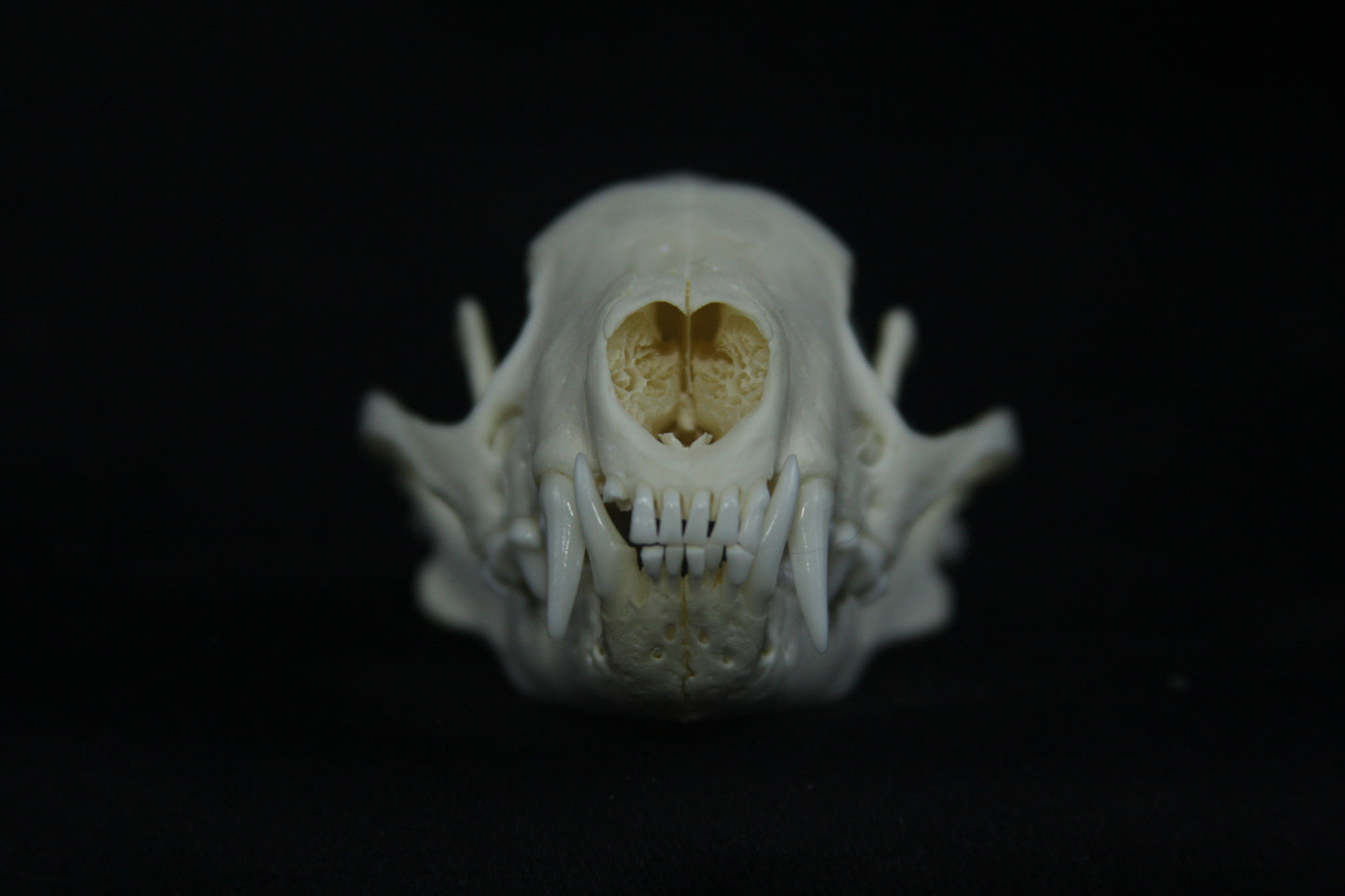 Striped Skunk Skull