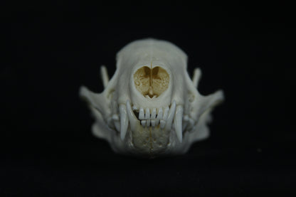 Striped Skunk Skull