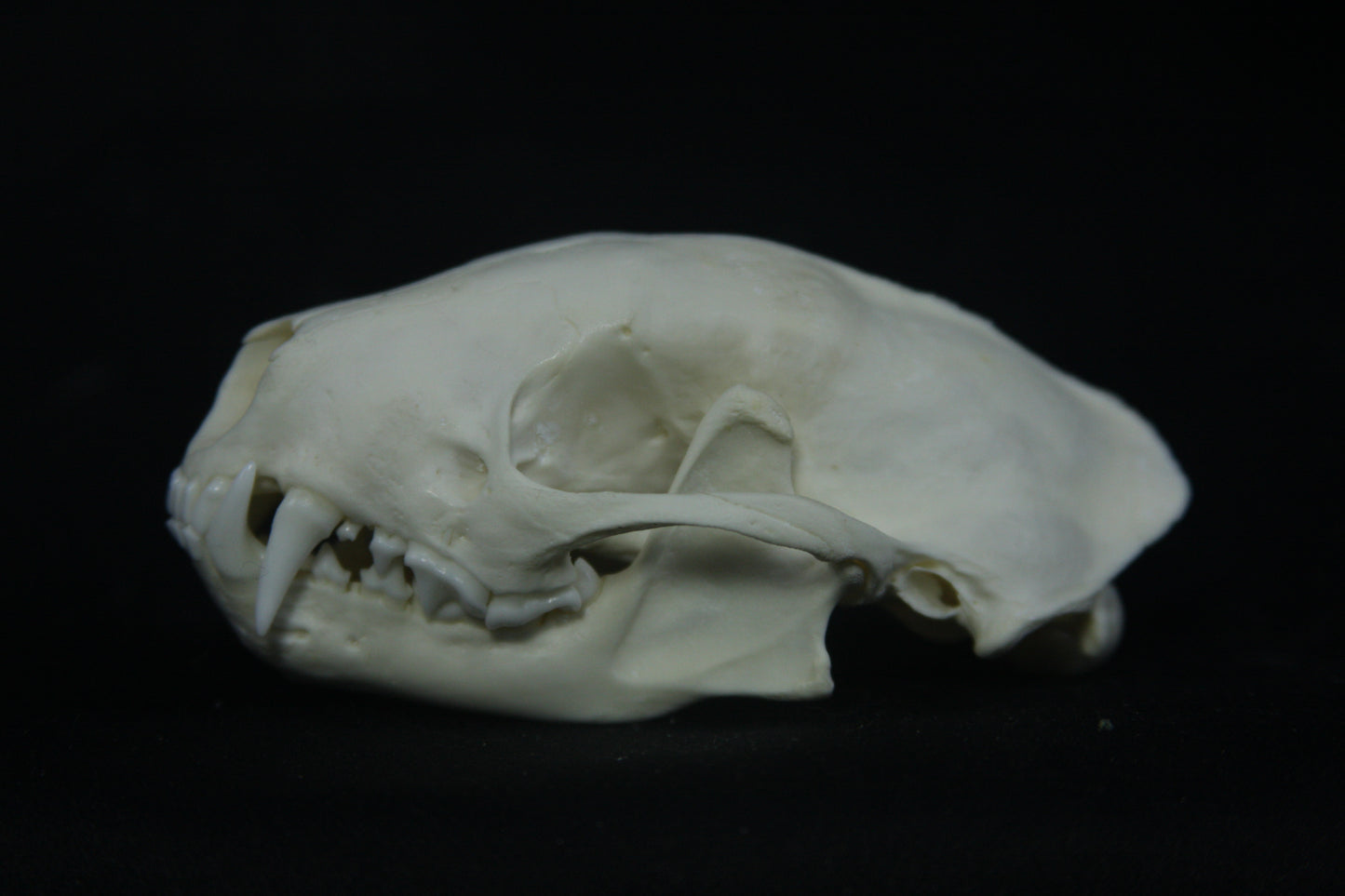 Striped Skunk Skull