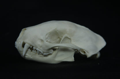 Striped Skunk Skull