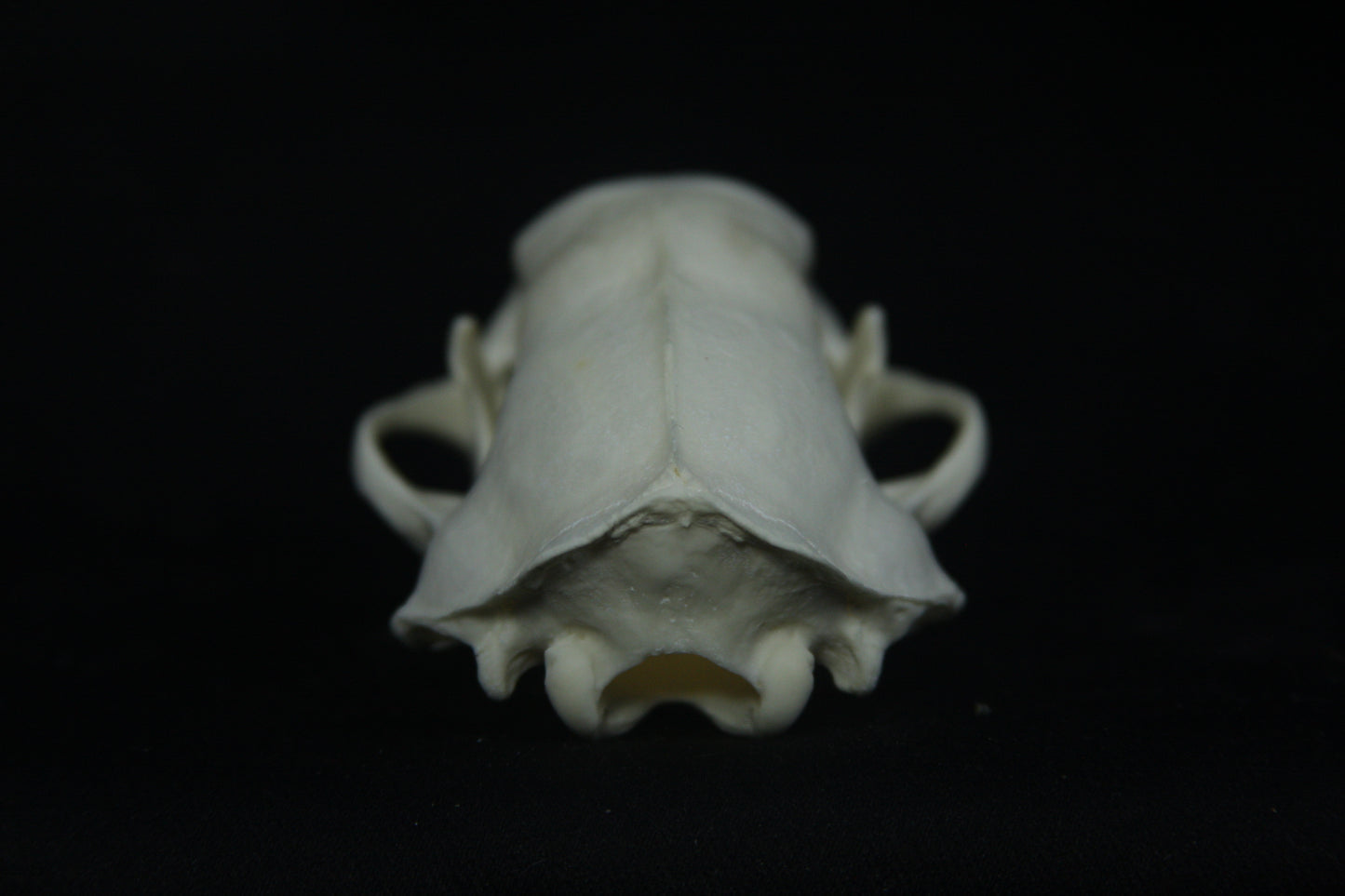 Striped Skunk Skull