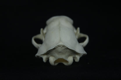 Striped Skunk Skull
