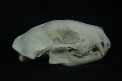 Striped Skunk Skull