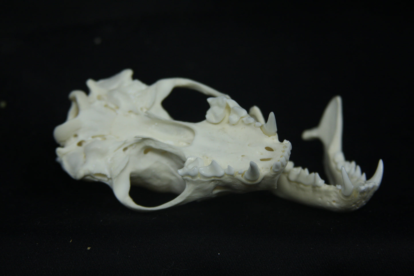 Striped Skunk Skull