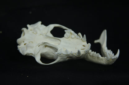 Striped Skunk Skull